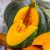 Can you Eat a Pumpkin Raw or Having any Health Issue?