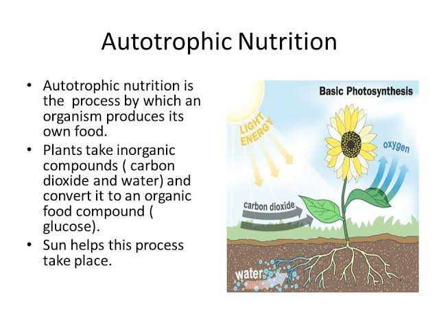 The autotrophic mode of nutrition requires